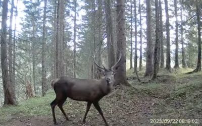 ZWIERZĘTA PODHALA W UKRYTEJ KAMERZE [nowe video – Andrzej Solarczyk]