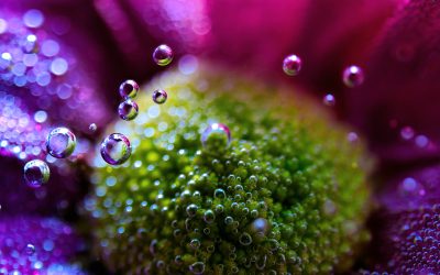 KWIATY WEWNĘTRZNE – foto/video