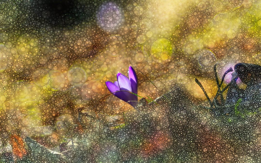 BOKEH – foto Paweł Berwecki SJ