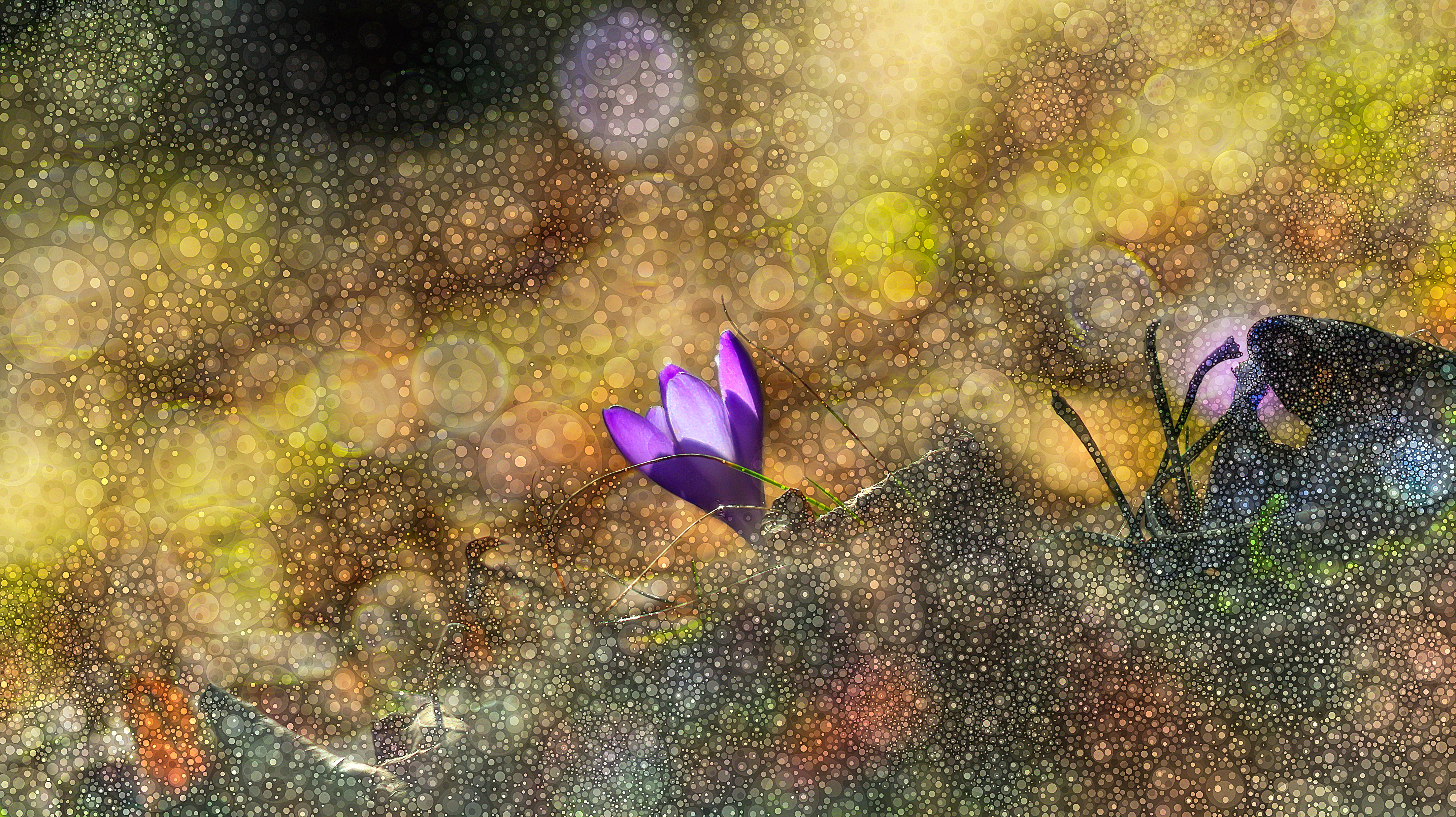 BOKEH – foto Paweł Berwecki SJ